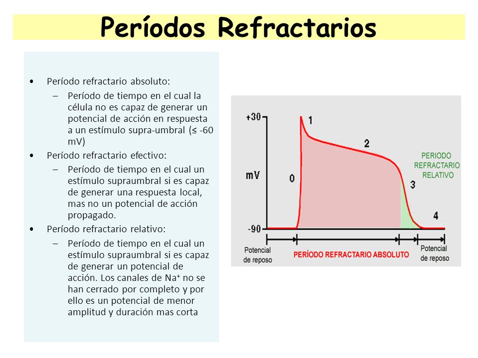 Que es el periodo refractario en la neurona